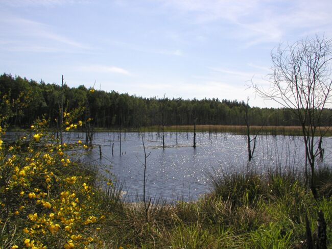 Biberteich Glauschnitz (Foto: Jirka Hofmann)
