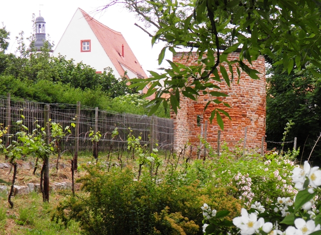 Klostergarten (Foto Hans-Hermann Koch)